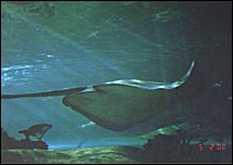 Manta Ray