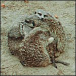 Meerkats hugging in the sand