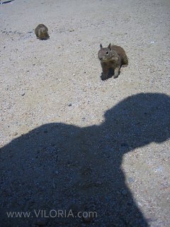 Squirrels at the 17-Mile Drive