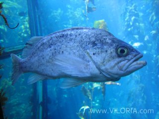 Monterey Bay Aquarium Fish