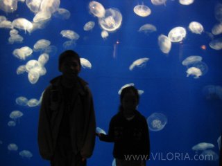 Monterey Bay Aquarium Jellyfish